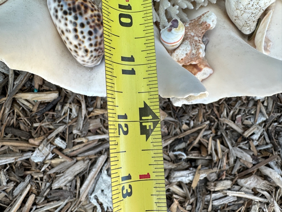 Large Organic Clam Shell 18W X 12D X 6.5H Filled With Organic Seashells And Coral Pieces [Photo 8]