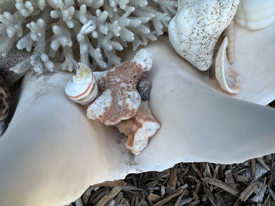 Large Organic Clam Shell 18W X 12D X 6.5H Filled With Organic Seashells And Coral Pieces [Photo 5]