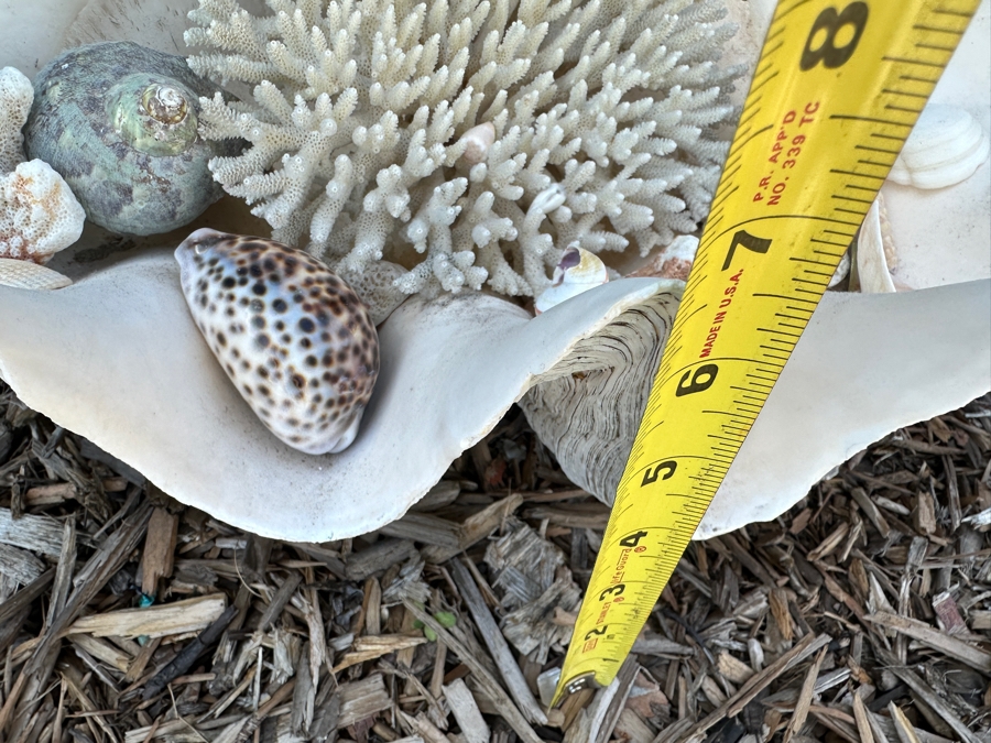 Large Organic Clam Shell 18W X 12D X 6.5H Filled With Organic Seashells And Coral Pieces [Photo 9]