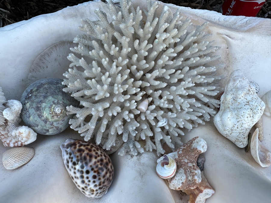 Large Organic Clam Shell 18W X 12D X 6.5H Filled With Organic Seashells And Coral Pieces [Photo 4]