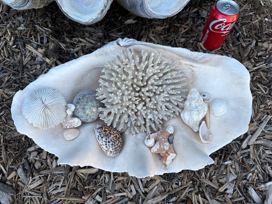 Large Organic Clam Shell 18W X 12D X 6.5H Filled With Organic Seashells And Coral Pieces