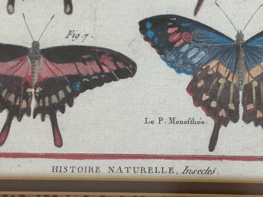 Pair Of Framed Butterfly Histoire Naturelle Prints 8 X 12 Framed 19 X 23 [Photo 7]