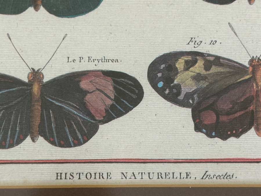 Pair Of Framed Butterfly Histoire Naturelle Prints 8 X 12 Framed 19 X 23 [Photo 5]
