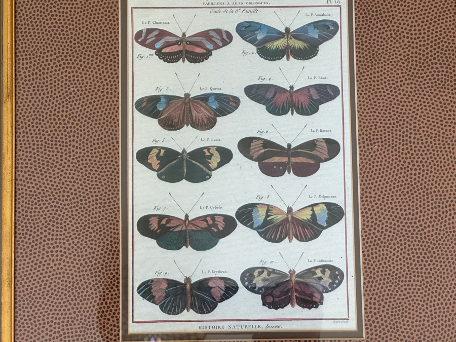 Pair Of Framed Butterfly Histoire Naturelle Prints 8 X 12 Framed 19 X 23 [Photo 4]