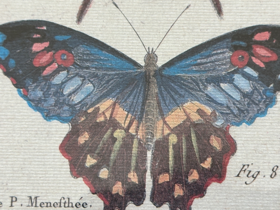 Pair Of Framed Butterfly Histoire Naturelle Prints 8 X 12 Framed 19 X 23 [Photo 9]