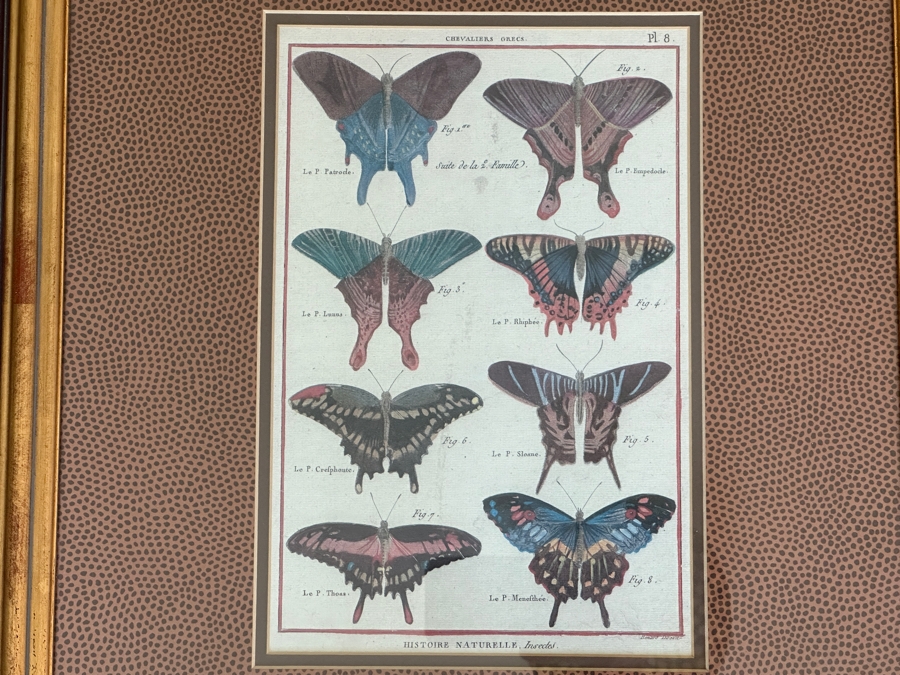 Pair Of Framed Butterfly Histoire Naturelle Prints 8 X 12 Framed 19 X 23 [Photo 3]