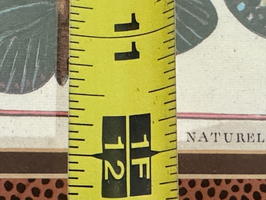 Pair Of Framed Butterfly Histoire Naturelle Prints 8 X 12 Framed 19 X 23 [Photo 11]