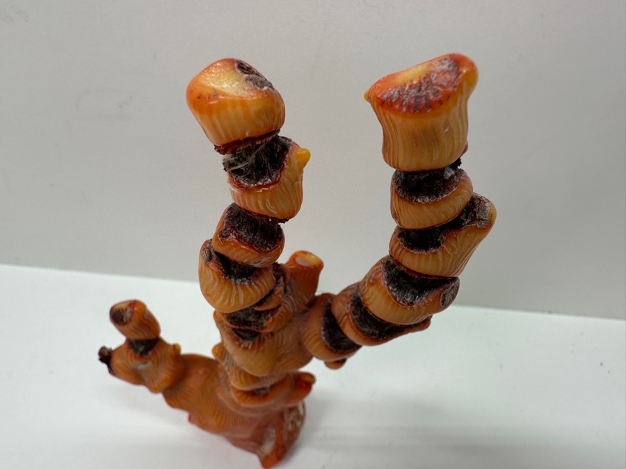 Fossilized Organic Sculptural Red Coral 6.25H 174.5g [Photo 8]
