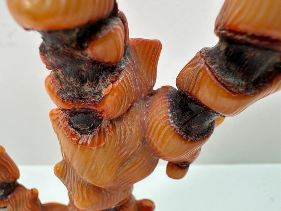 Fossilized Organic Sculptural Red Coral 6.25H 174.5g [Photo 9]