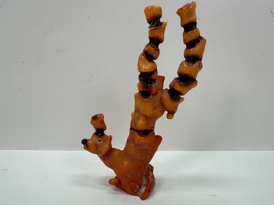 Fossilized Organic Sculptural Red Coral 6.25H 174.5g [Photo 6]