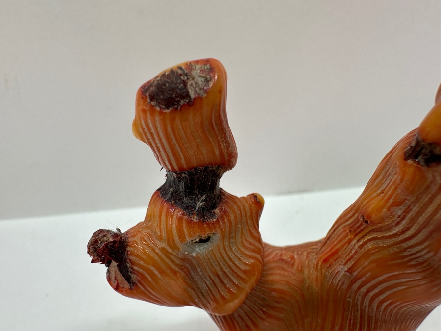 Fossilized Organic Sculptural Red Coral 6.25H 174.5g [Photo 10]
