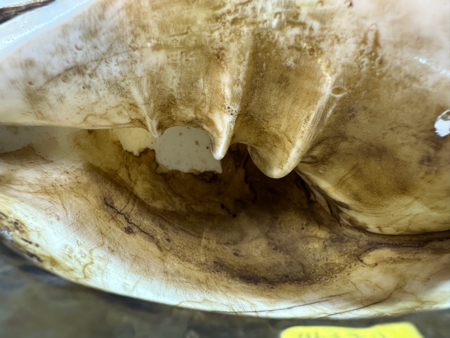 Impressive Tibetan Conch Shell Ritual Horn Adorned With Detailed Silver, Coral And Turquoise Weighs 2,232g [Photo 31]