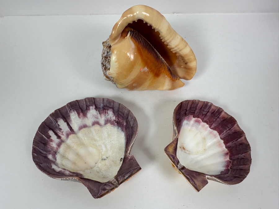 Cassis Rufa Snail Shell and (2) Scallop Shells [Photo 6]