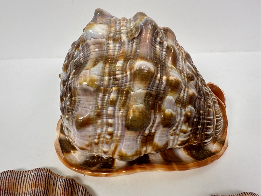 Cassis Rufa Snail Shell and (2) Scallop Shells [Photo 3]