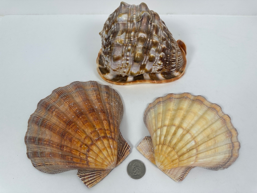 Cassis Rufa Snail Shell and (2) Scallop Shells [Photo 4]