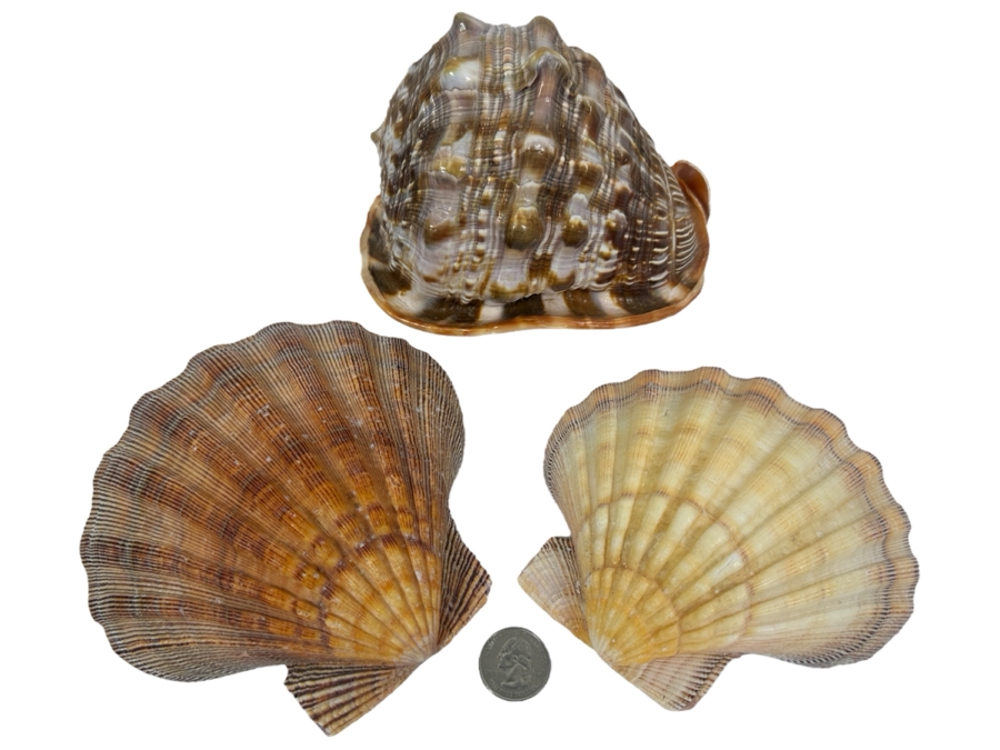 Cassis Rufa Snail Shell and (2) Scallop Shells [Photo 1]