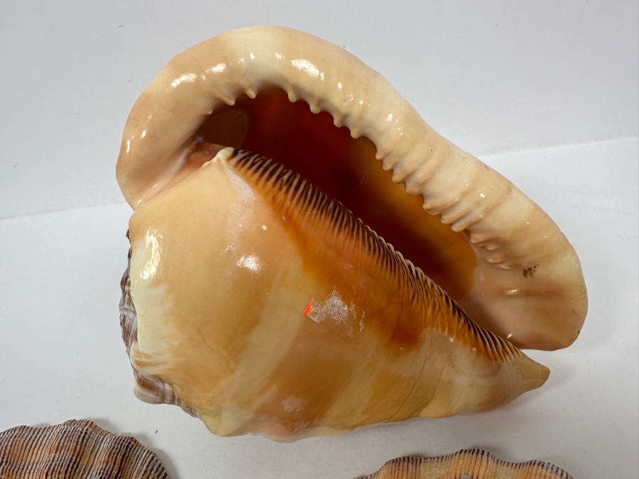 Cassis Rufa Snail Shell and (2) Scallop Shells [Photo 5]