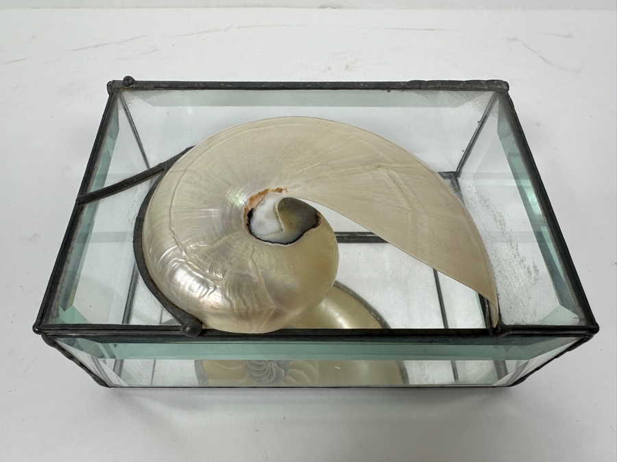 Just Added - Glass Box With Nautilus Shell Top 6W X 4D X 3H [Photo 3]