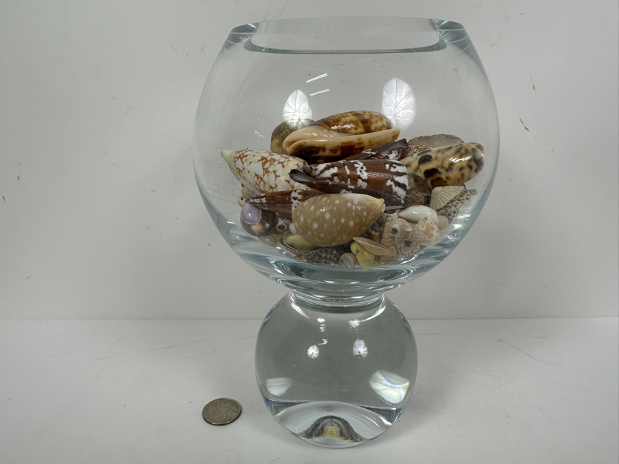 Just Added - Glass Vase Filled With Organic Seashells 8.5H [Photo 6]