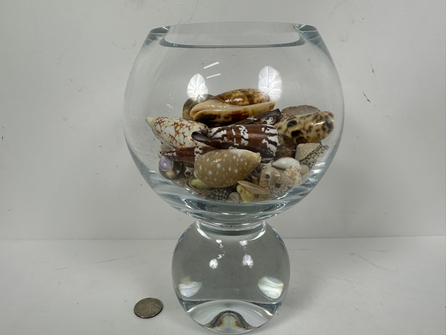 Just Added - Glass Vase Filled With Organic Seashells 8.5H [Photo 2]