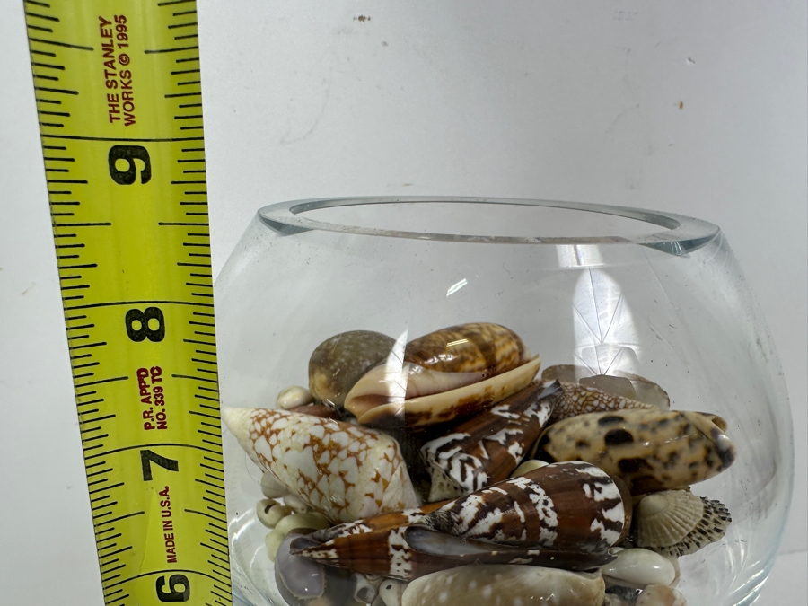 Just Added - Glass Vase Filled With Organic Seashells 8.5H [Photo 7]