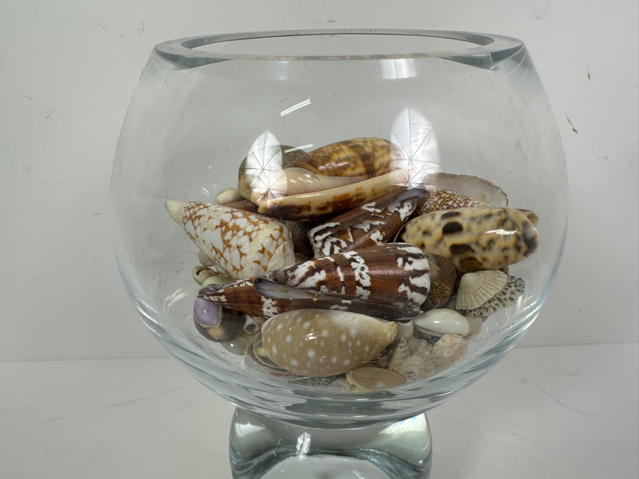Just Added - Glass Vase Filled With Organic Seashells 8.5H [Photo 5]