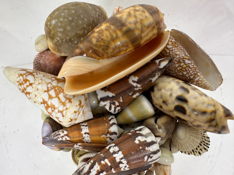 Just Added - Glass Vase Filled With Organic Seashells 8.5H [Photo 4]