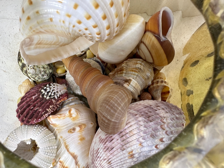 Just Added - Pair Of Glass Jars With Metal Lids (One Filled With Organic Seashells) 7H And 7.75H [Photo 7]