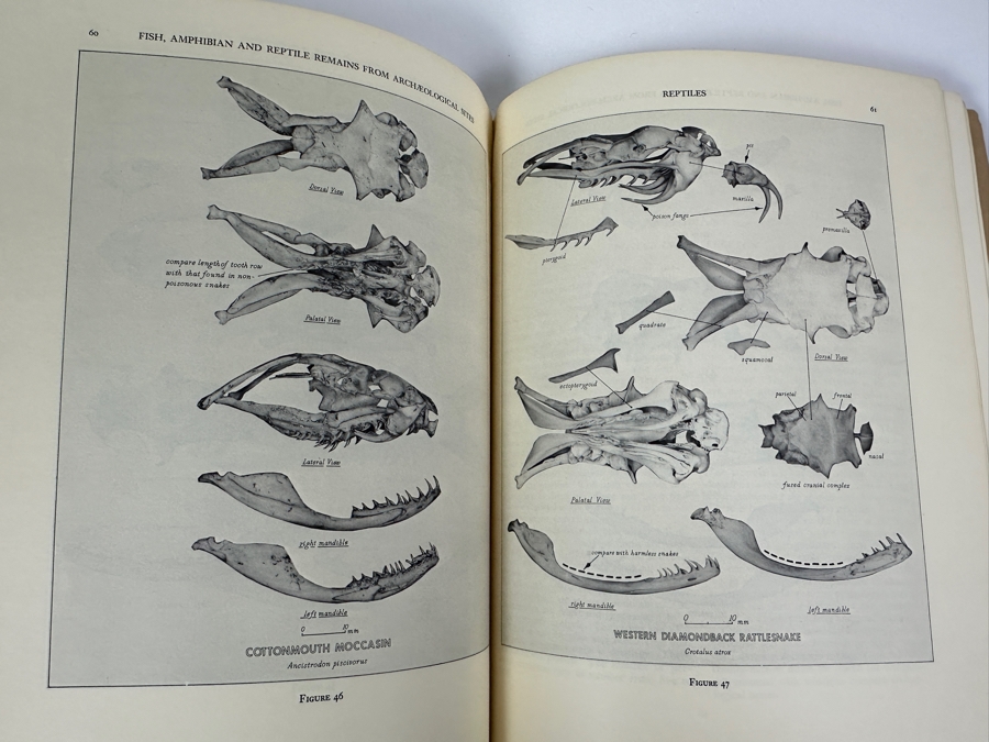 Collection Of Antique / Vintage Paperback Books On Southern California Birds, Mammals, Reptiles, Animals, Marine Fish, Kelp Beds [Photo 9]