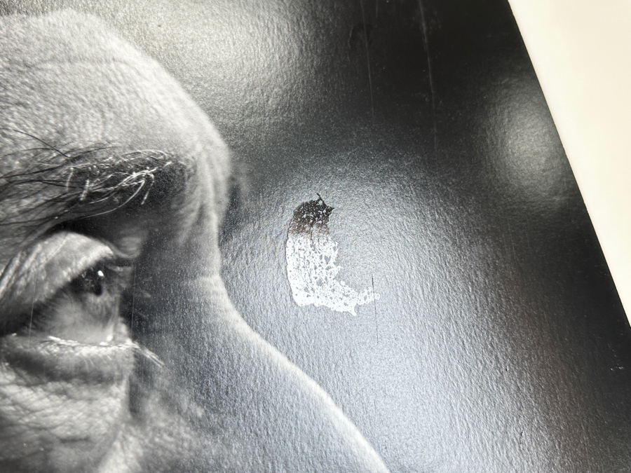 Yousef Karsh (1908-2002, Armenian/Canadian) 'Jacques Cousteau' Gelatin Silver Print Signed Lower Left 16 X 20 [Photo 14]