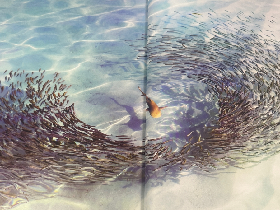 Hardcover Book 'The Life and Love of the Sea' By Lewis Blackwell Retails $55 [Photo 3]