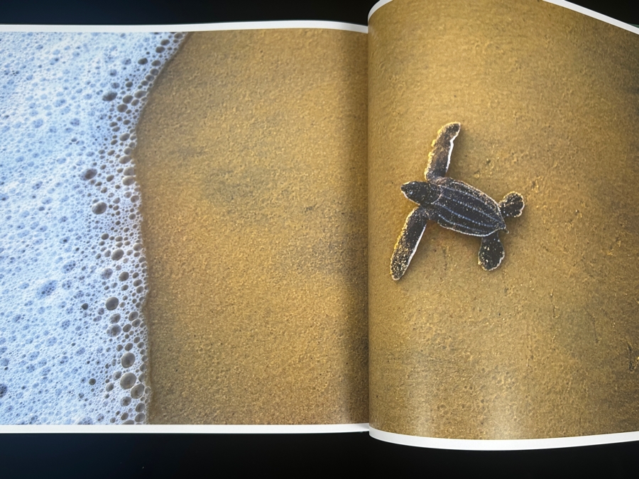 Hardcover Book 'The Life and Love of the Sea' By Lewis Blackwell Retails $55 [Photo 5]