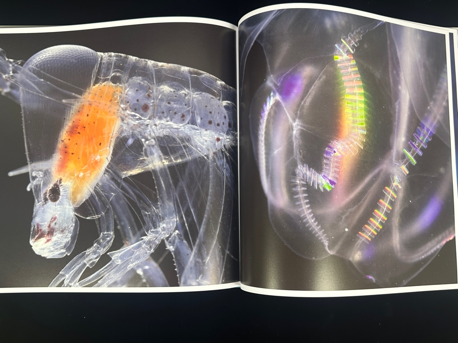 Hardcover Book 'The Life and Love of the Sea' By Lewis Blackwell Retails $55 [Photo 6]