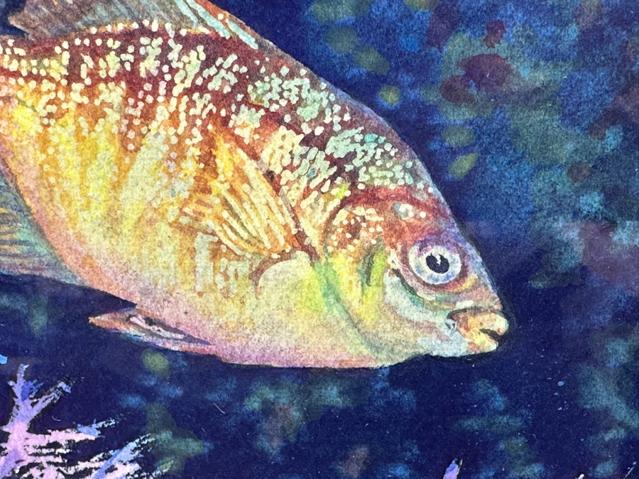 Just Added - Tom Buzulak Original Watercolor Fish Painting Signed Lower Left 5.5 X 7.5 Framed 14 X 16 [Photo 5]