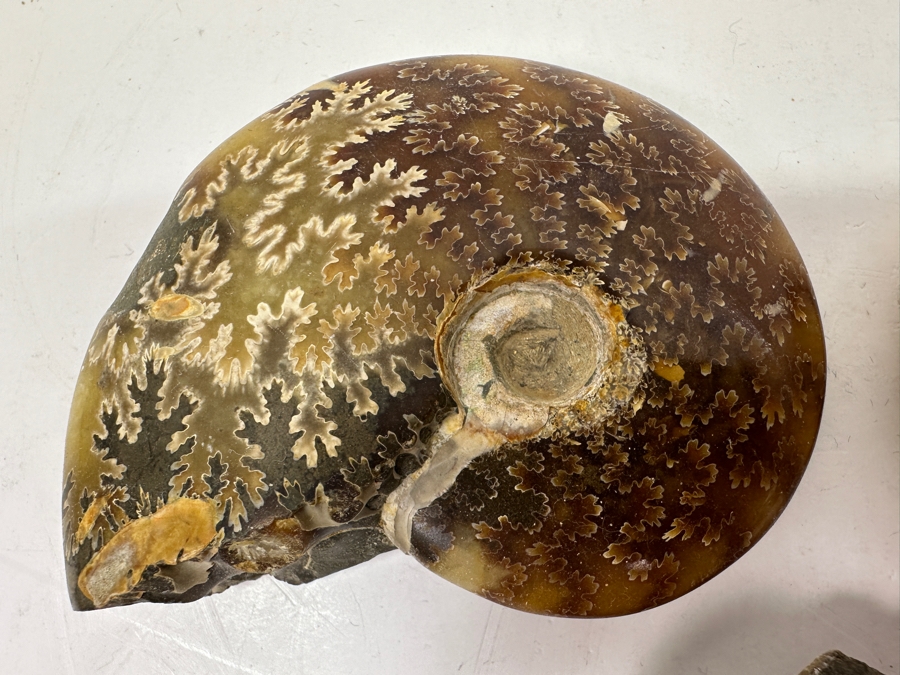 Just Added - (3) Ammonite Fossils [Photo 4]