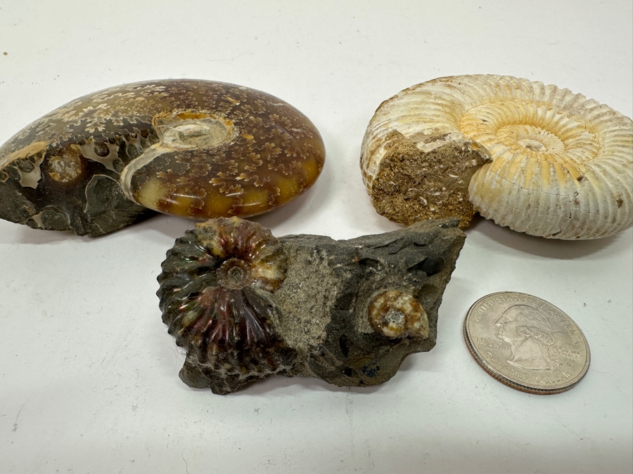 Just Added - (3) Ammonite Fossils [Photo 6]