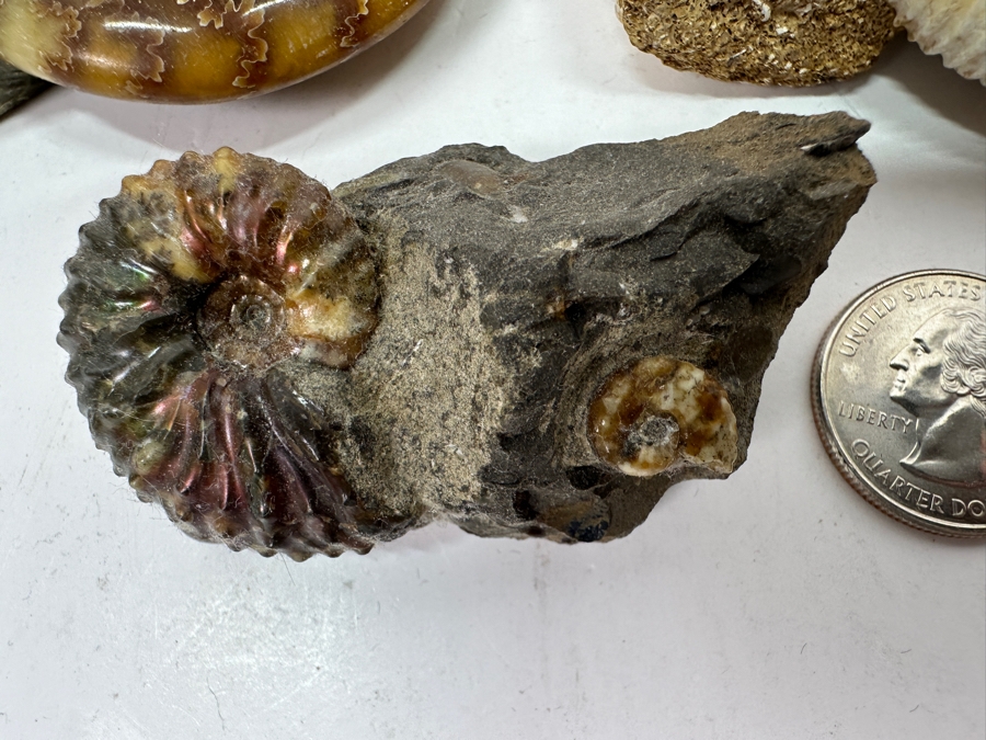 Just Added - (3) Ammonite Fossils [Photo 3]