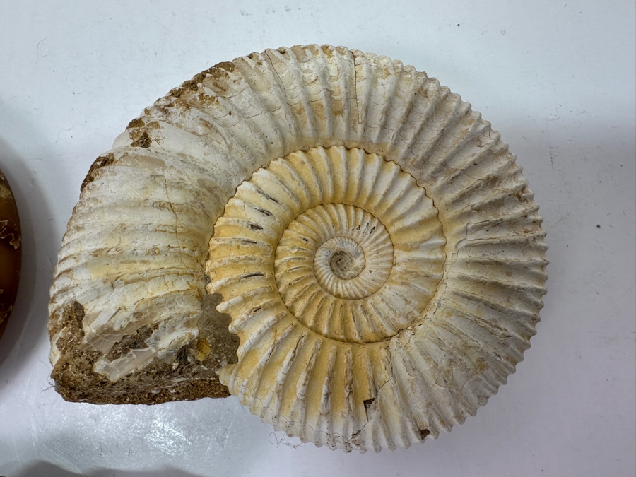 Just Added - (3) Ammonite Fossils [Photo 5]