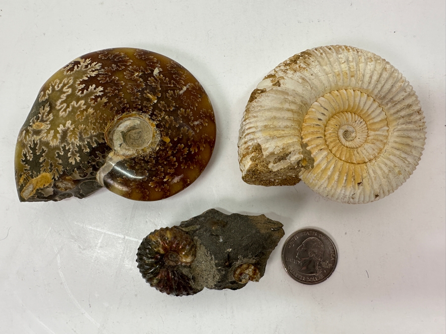 Just Added - (3) Ammonite Fossils [Photo 2]