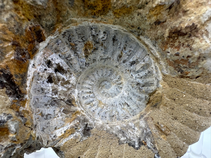 Just Added - Ammonite Fossil With Acrylic Display Stand 5.5'H [Photo 4]