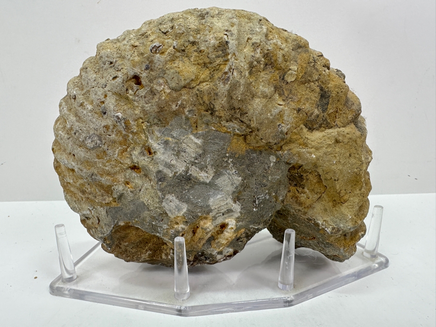 Just Added - Ammonite Fossil With Acrylic Display Stand 5.5'H [Photo 5]