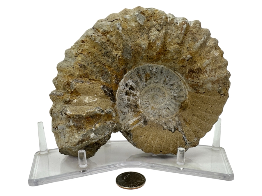 Just Added - Ammonite Fossil With Acrylic Display Stand 5.5'H [Photo 1]