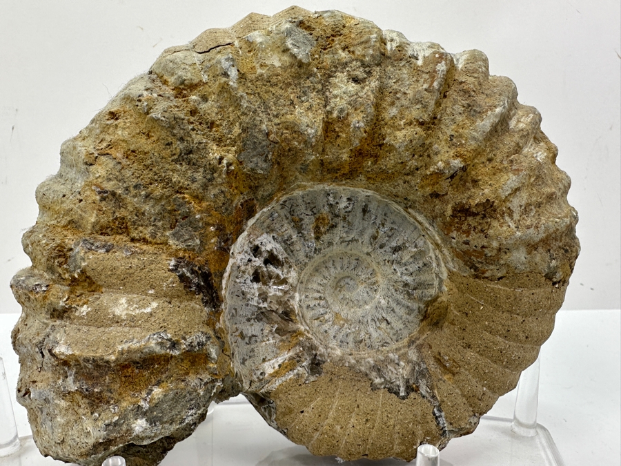 Just Added - Ammonite Fossil With Acrylic Display Stand 5.5'H [Photo 3]