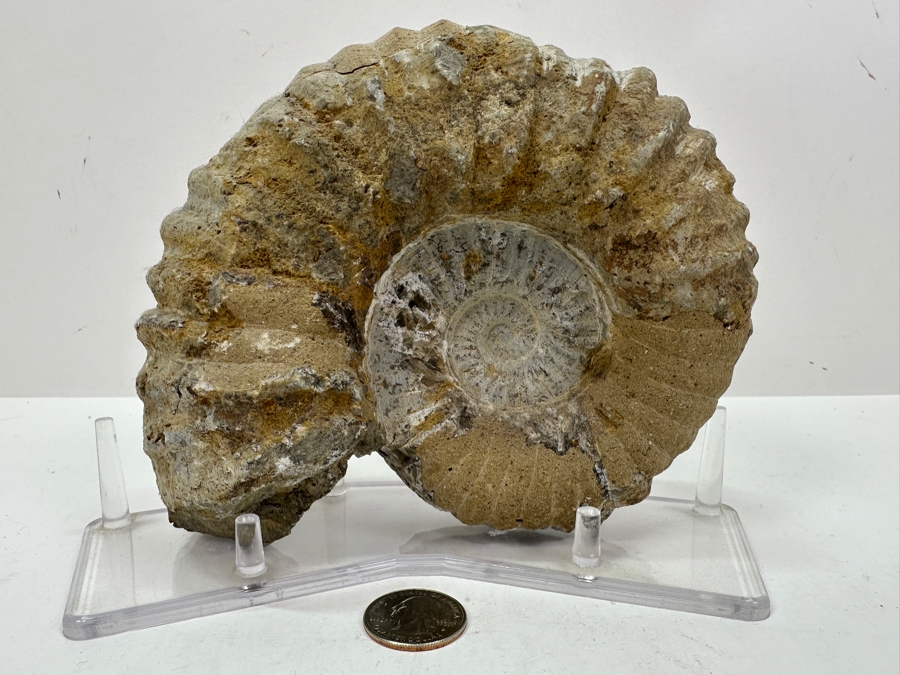 Just Added - Ammonite Fossil With Acrylic Display Stand 5.5'H [Photo 2]