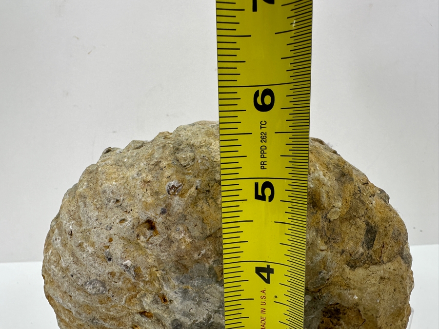 Just Added - Ammonite Fossil With Acrylic Display Stand 5.5'H [Photo 6]