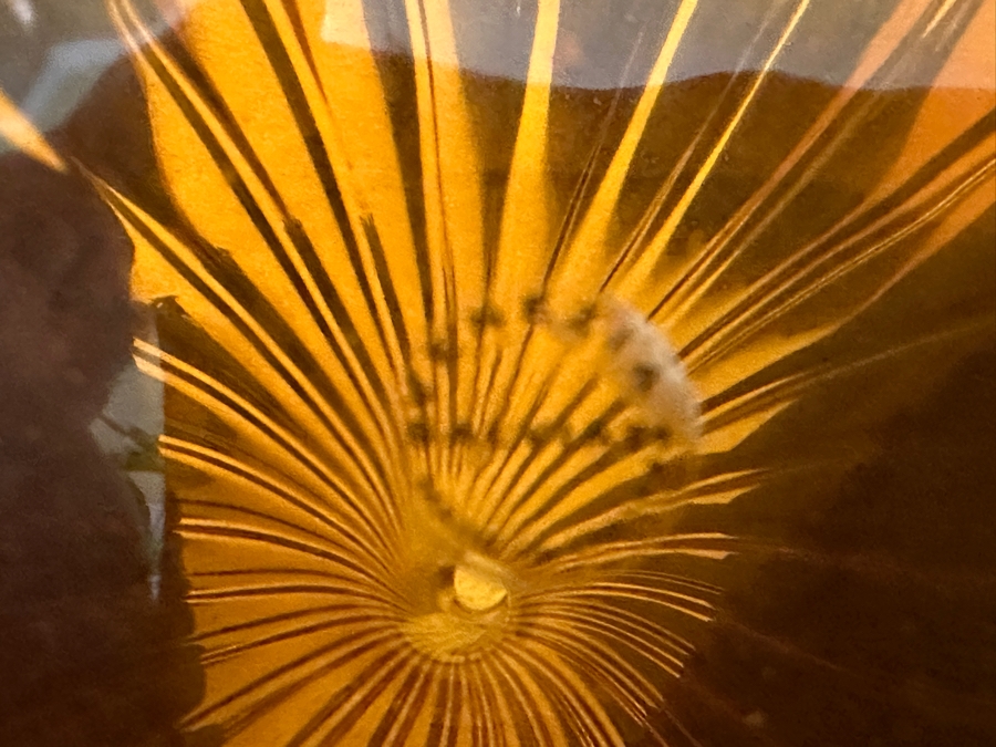 Set Of Five Salviati Contemporary Italian Murano Amber Art Glass Drops by Renzo Stellon Vases Tallest Is 17'H [Photo 6]