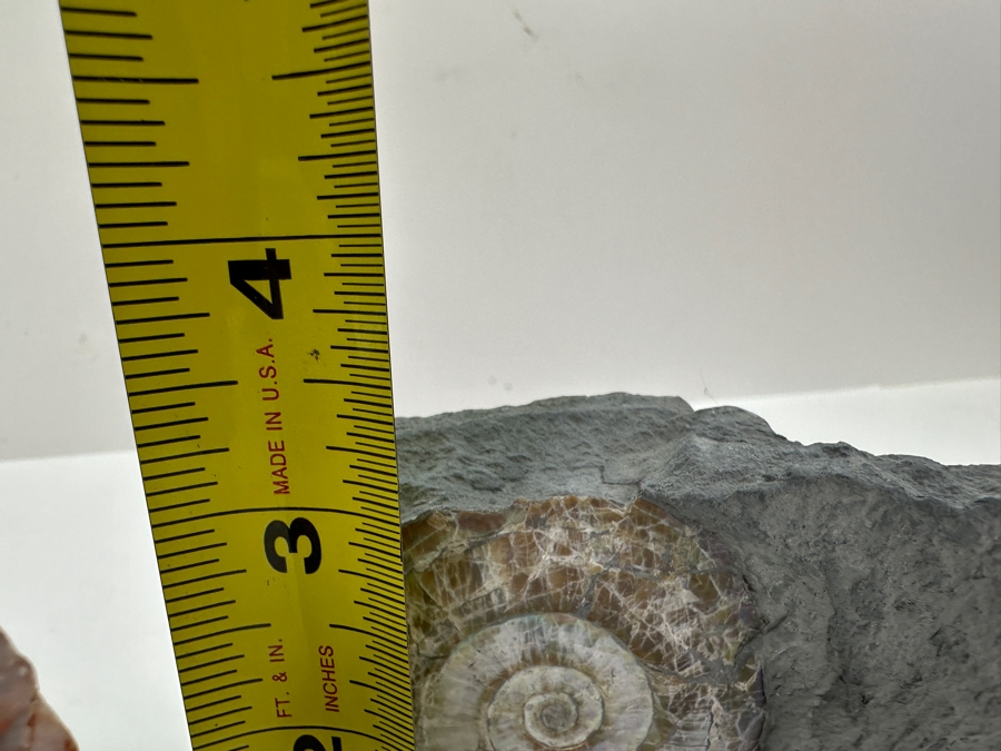 Just Added - Blue Calcite Crystal Cluster 7W X 4.5H & Ammonite Fossil Embedded Within A Rock Matrix [Photo 11]