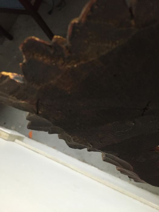 Large Beautifully Ornate Gilded Wooden Mirror [Photo 11]