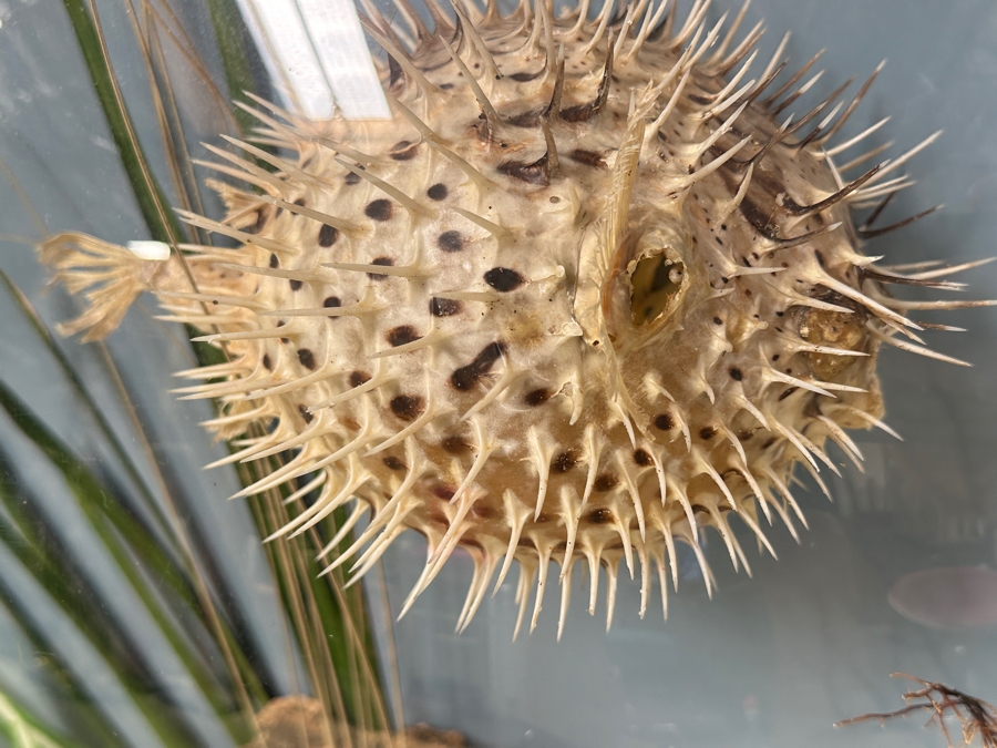Vintage Retro 1970s 3D Dome Underwater Scene Featuring A Blowfish Pufferfish Framed 29W X 29H [Photo 3]