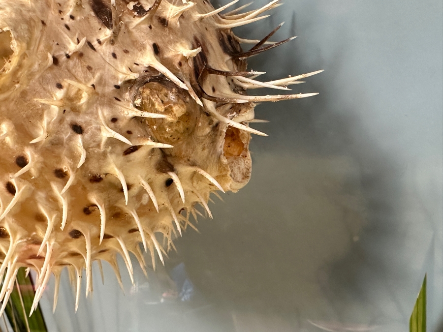 Vintage Retro 1970s 3D Dome Underwater Scene Featuring A Blowfish Pufferfish Framed 29W X 29H [Photo 4]